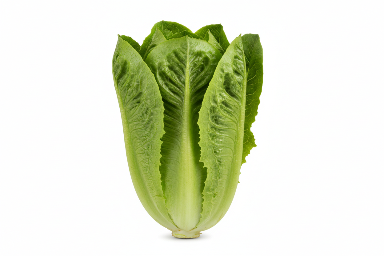 1 PC - Fresh Romaine Lettuce